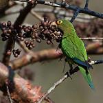 Оранжеволобая аратинга / Eupsittula canicularis
