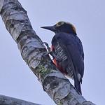 Златобровый дятел / Melanerpes cruentatus