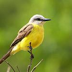 Светлоголовый тиранн / Tyrannus albogularis