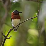 Пегая серёжкоглазка / Platysteira castanea