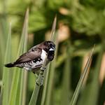 Бронзовая муния / Spermestes cucullata