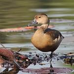 Lesser Whistling Duck / Dendrocygna javanica