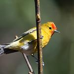 Fire-capped Tit / Cephalopyrus flammiceps