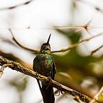 Flame-throated Sunangel / Heliangelus micraster