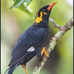 Southern Hill Myna / Gracula indica