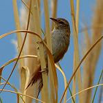 Sulphur-bearded Reedhaunter / Limnoctites sulphuriferus