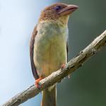Sooty Barbet / Caloramphus hayii