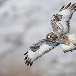 Зимняк / Buteo lagopus