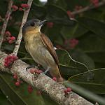 Красногорлый бекард / Pachyramphus minor