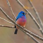 Розовобрюхий колорин / Passerina rositae