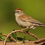 Chipping Sparrow / Spizella passerina