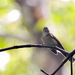 Rufous-backed Fantail / Rhipidura rufidorsa