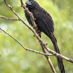 Морщинистоклювая ани / Crotophaga sulcirostris
