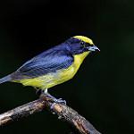 Толстоклювая эуфония / Euphonia laniirostris