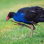 Черноспинная султанка / Porphyrio indicus