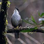 Западный корнихон / Calyptophilus tertius
