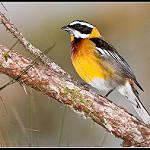 Гаитянская зена / Spindalis dominicensis