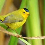 Wilson's Warbler / Cardellina pusilla