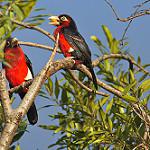 Краснобрюхий зубцеклюв / Pogonornis bidentatus