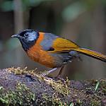 Collared Laughingthrush / Trochalopteron yersini