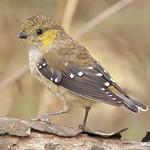 Forty-spotted Pardalote / Pardalotus quadragintus