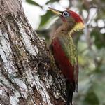 Crimson-winged Woodpecker / Picus puniceus
