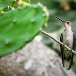 Outcrop Sabrewing / Campylopterus calcirupicola