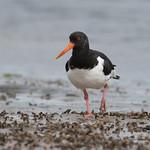 Кулик-сорока / Haematopus ostralegus