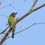 Blue-eared Barbet / Psilopogon cyanotis