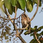 Pearl-spotted Owlet / Glaucidium perlatum