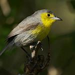 Oriente Warbler / Teretistris fornsi