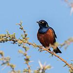 Эфиопский спрео / Lamprotornis shelleyi