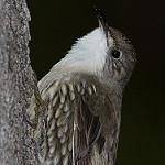 White-throated Treecreeper / Cormobates leucophaea