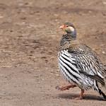 Tibetan Snowcock / Tetraogallus tibetanus