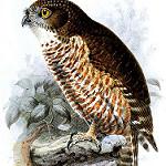 Сумбанская иглоногая сова / Ninox rudolfi