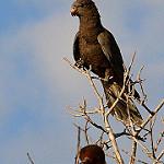 Большой ваза / Coracopsis vasa