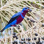 Banded Cotinga / Cotinga maculata