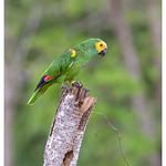 Синелобый амазон / Amazona aestiva