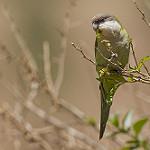 Grey-hooded Parakeet / Psilopsiagon aymara