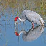 Sarus Crane / Antigone antigone