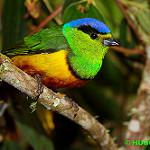 Каштановогрудый органист / Chlorophonia pyrrhophrys