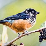 Green-naped Tanager / Tangara fucosa