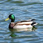 Кряква / Anas platyrhynchos