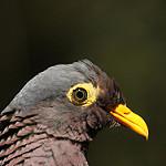 Оливковый вяхирь / Columba arquatrix