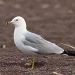 Делавэрская чайка / Larus delawarensis