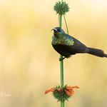 фото