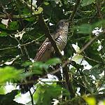 Оливковая кукушка / Cercococcyx olivinus