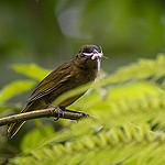 Ochre-breasted Tanager / Chlorothraupis stolzmanni