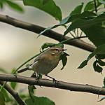 Blunt-winged Warbler / Acrocephalus concinens