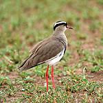 Венценосный чибис / Vanellus coronatus